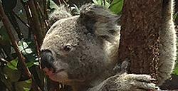 Trip to Australia!