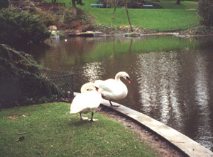 Angers, France geese