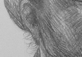 ear closeup