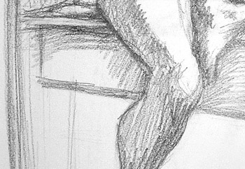 close up knee